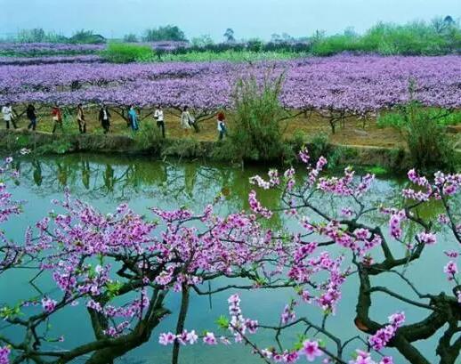 清明节成都踏青赏花好去处——壹品欧迪办公家具推荐